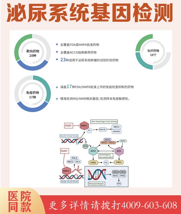 Noonan样综合征伴生长初期毛发松动全外显子基因检测多久可以拿到结果？